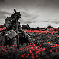 Buy canvas prints of Tommy 1101 in Poppy Field by Ray Pritchard