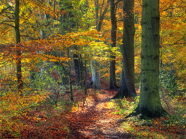 Autumn Woods Picture Board by Ray Pritchard