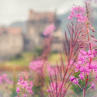 Buy canvas prints of Fireweed  by Ray Pritchard