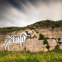 Buy canvas prints of Ralph the Zebra by Ray Pritchard