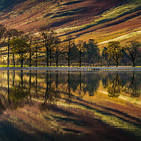 Buy canvas prints of Buttermere Trees Reflected by Ray Pritchard