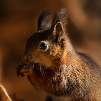 Buy canvas prints of Young Red Squirrel  by Ray Pritchard