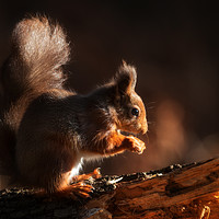 Buy canvas prints of Red Squirrel by Ray Pritchard