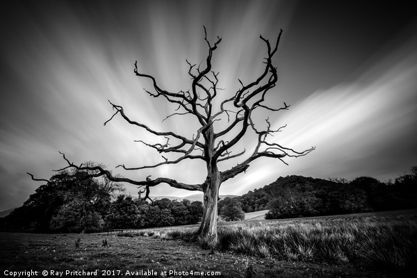 Dead Tree round Derwentwater  Picture Board by Ray Pritchard