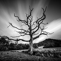 Buy canvas prints of Dead Tree round Derwentwater  by Ray Pritchard