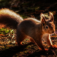 Buy canvas prints of Red Squirrel or Squizz  by Ray Pritchard