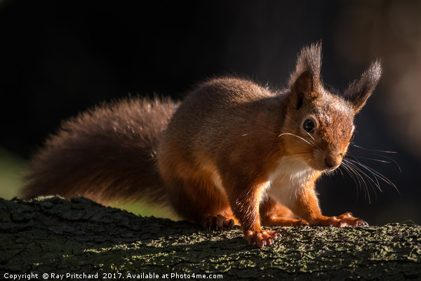Red Squirrel at Derwent Reservoir  Picture Board by Ray Pritchard