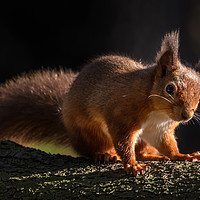 Buy canvas prints of Red Squirrel at Derwent Reservoir  by Ray Pritchard