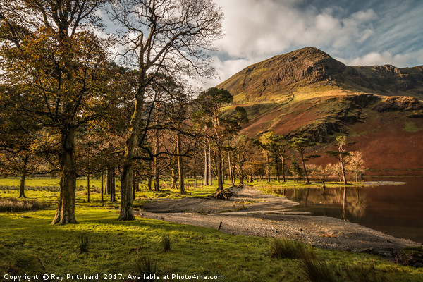 Buttermere Trees Picture Board by Ray Pritchard