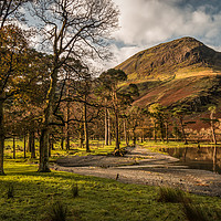 Buy canvas prints of Buttermere Trees by Ray Pritchard