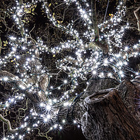 Buy canvas prints of Christmas Lights  by Ray Pritchard