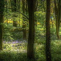 Buy canvas prints of Sunlit Bluebells by Ray Pritchard