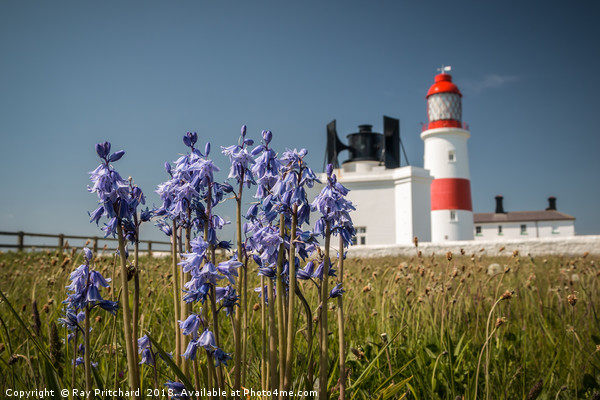 Bluebells at Souter Lighthouse  Picture Board by Ray Pritchard