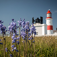 Buy canvas prints of Bluebells at Souter Lighthouse  by Ray Pritchard