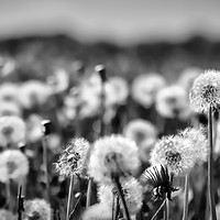 Buy canvas prints of Dandelions  by Ray Pritchard