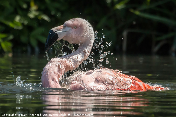 Chilean flamingo Picture Board by Ray Pritchard