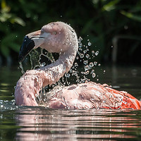 Buy canvas prints of Chilean flamingo by Ray Pritchard