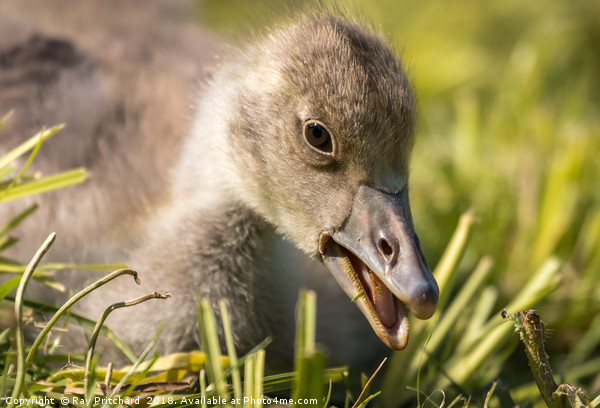 Greylag Gosling  Picture Board by Ray Pritchard