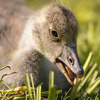 Buy canvas prints of Greylag Gosling  by Ray Pritchard