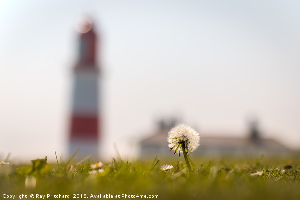 Dandelion at Souter Picture Board by Ray Pritchard