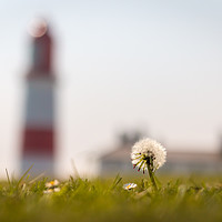 Buy canvas prints of Dandelion at Souter by Ray Pritchard
