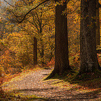 Buy canvas prints of Walk Round Ullswater by Ray Pritchard