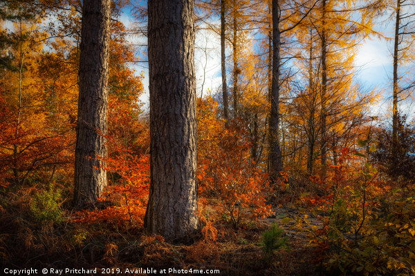 Autumn Colours in Gateshead Picture Board by Ray Pritchard