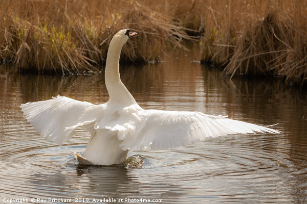 Graceful Swan Picture Board by Ray Pritchard