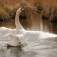 Buy canvas prints of Graceful Swan by Ray Pritchard