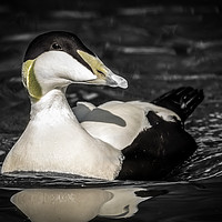 Buy canvas prints of Eider Duck Once by Ray Pritchard
