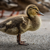 Buy canvas prints of Little Duckling by Ray Pritchard