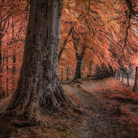 Buy canvas prints of Ousbrough Woods Autumnised  by Ray Pritchard