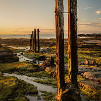 Buy canvas prints of Old Wooden Posts by Ray Pritchard