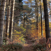 Buy canvas prints of Autumn In Beamish Woods by Ray Pritchard