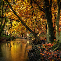 Buy canvas prints of Ousbrough Woods   by Ray Pritchard