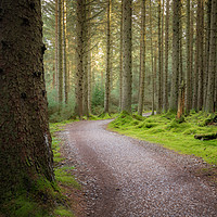 Buy canvas prints of Whinlatter Forest by Ray Pritchard