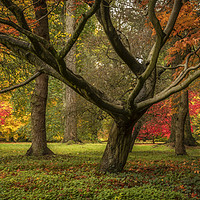 Buy canvas prints of colourful Autumn Trees  by Ray Pritchard