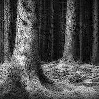 Buy canvas prints of Dark Woods  by Ray Pritchard