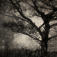 Buy canvas prints of Dark Tree by Ray Pritchard