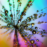 Buy canvas prints of Dandelion Seed With Water Drops  by Ray Pritchard