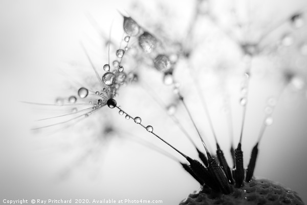 Dandelion Seeds and Water Drops Picture Board by Ray Pritchard