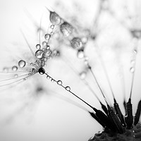 Buy canvas prints of Dandelion Seeds and Water Drops by Ray Pritchard