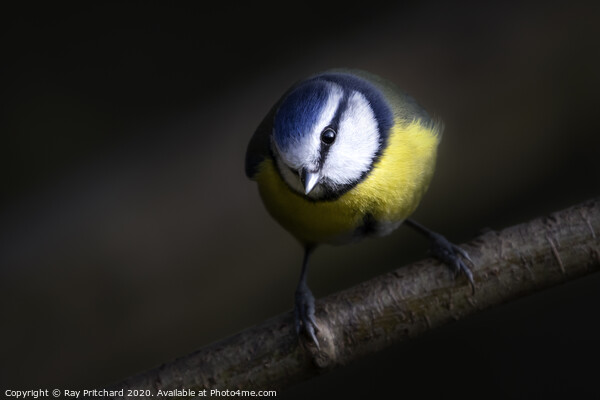 Blue Tit  Picture Board by Ray Pritchard