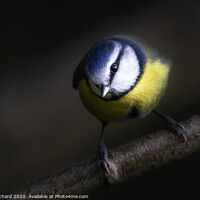Buy canvas prints of Blue Tit  by Ray Pritchard