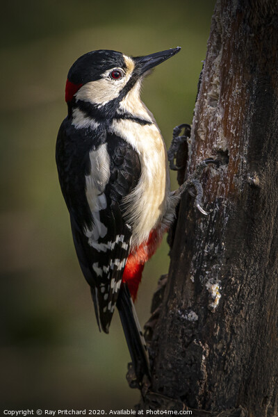 Great spotted woodpecker Picture Board by Ray Pritchard