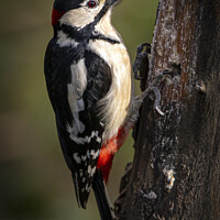 Buy canvas prints of Great spotted woodpecker by Ray Pritchard