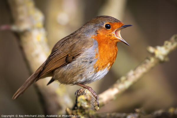 Singing Robin Picture Board by Ray Pritchard