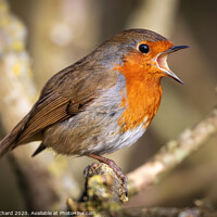 Buy canvas prints of Singing Robin by Ray Pritchard