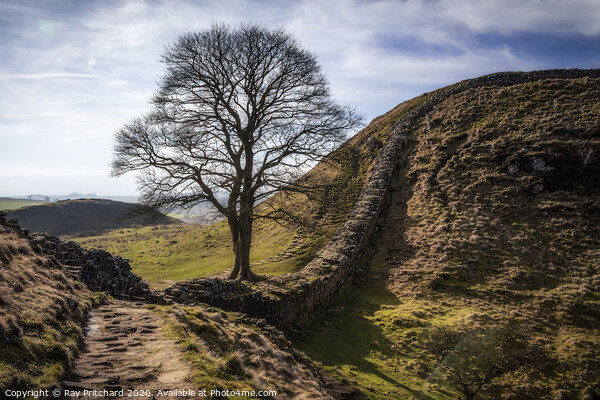 Sycamore Gap  Picture Board by Ray Pritchard