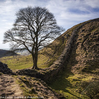 Buy canvas prints of Sycamore Gap  by Ray Pritchard